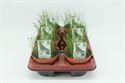 Afbeelding van Bieslook. Knoflookbieslook
